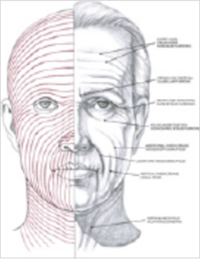 Лимфаденит челюстно-лицевой области (воспаление лимфоузлов)